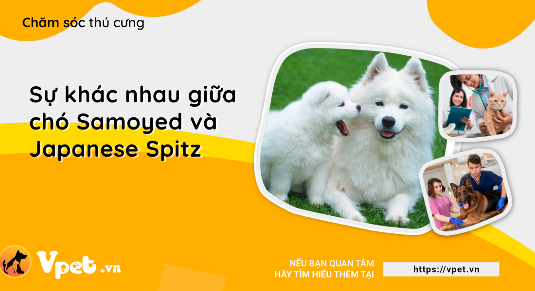 Sự khác nhau giữa chó Samoyed và Japanese Spitz