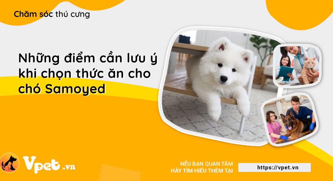 Những điểm cần lưu ý khi chọn thức ăn cho chó Samoyed