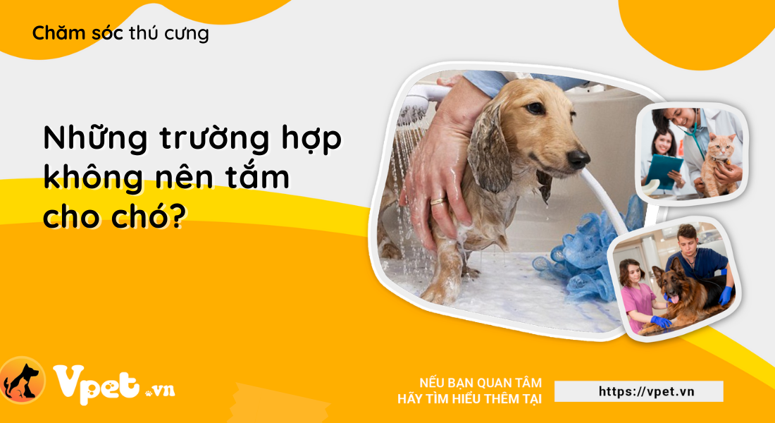 Những trường hợp nào không nên tắm cho chó?