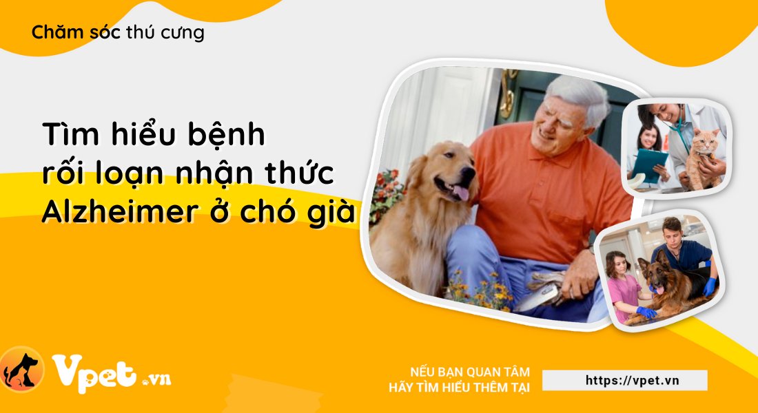 Tìm hiểu bệnh rối loạn nhận thức Alzheimer ở chó già