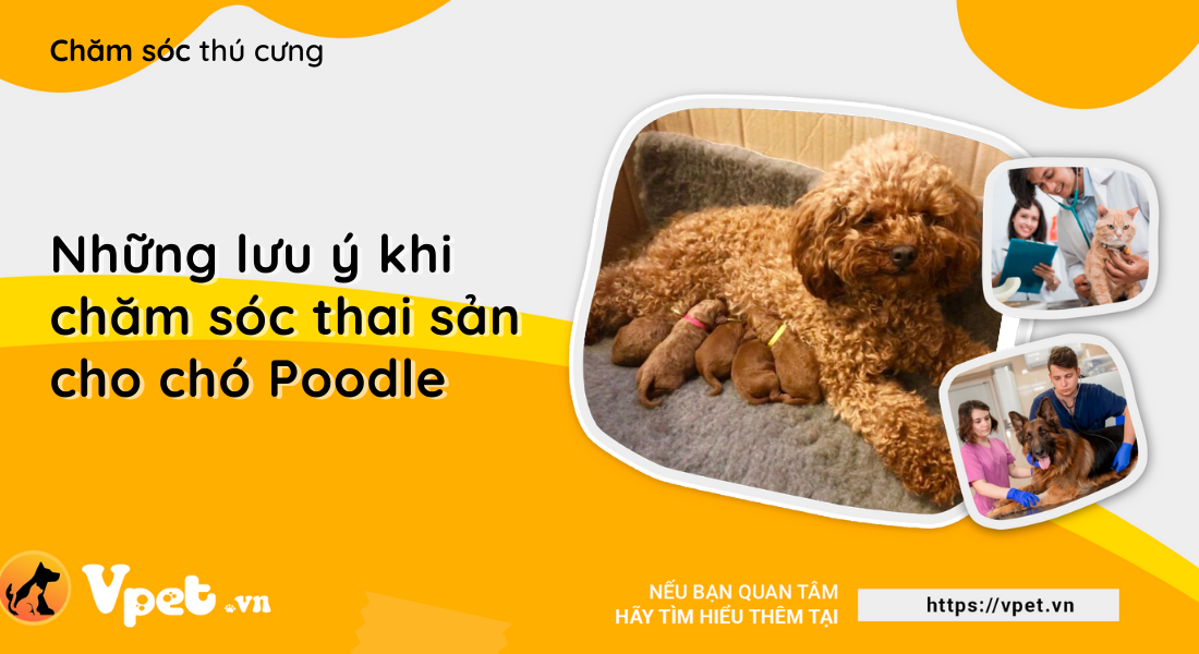 Những điểm lưu ý khi chăm sóc thai sản cho chó Poodle