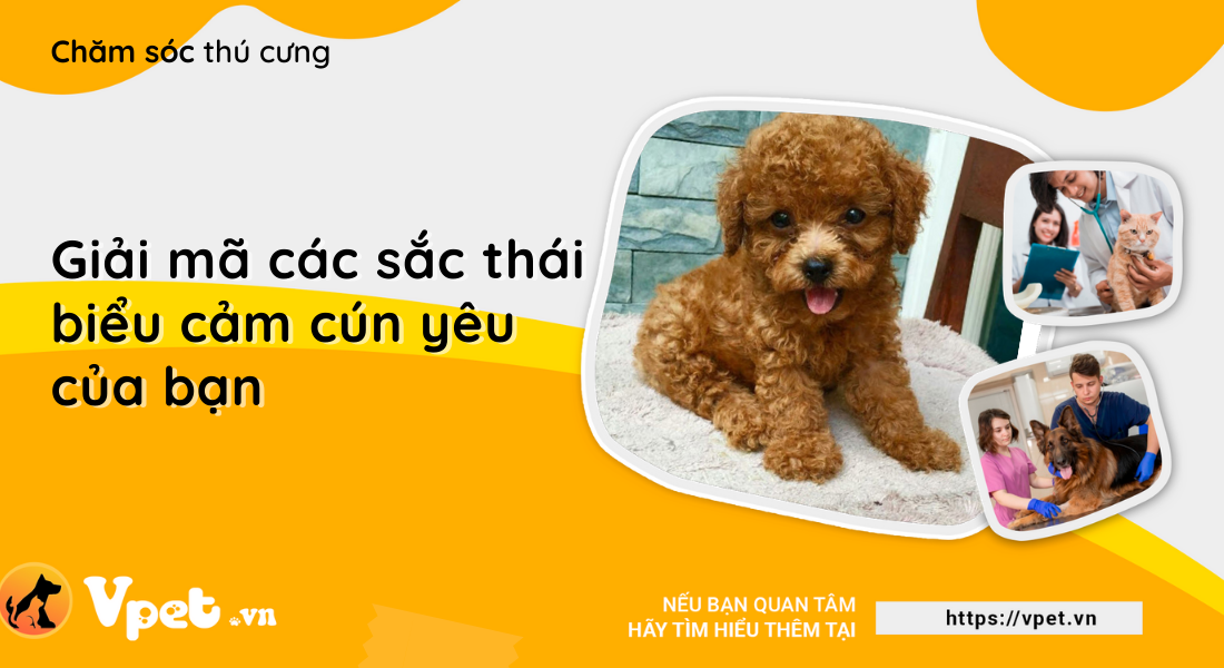 Giải mã các sắc thái biểu cảm cún yêu của bạn