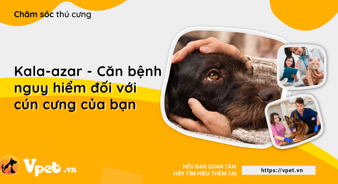 Kala-azar - Căn bệnh nguy hiểm đối với cún cưng của bạn