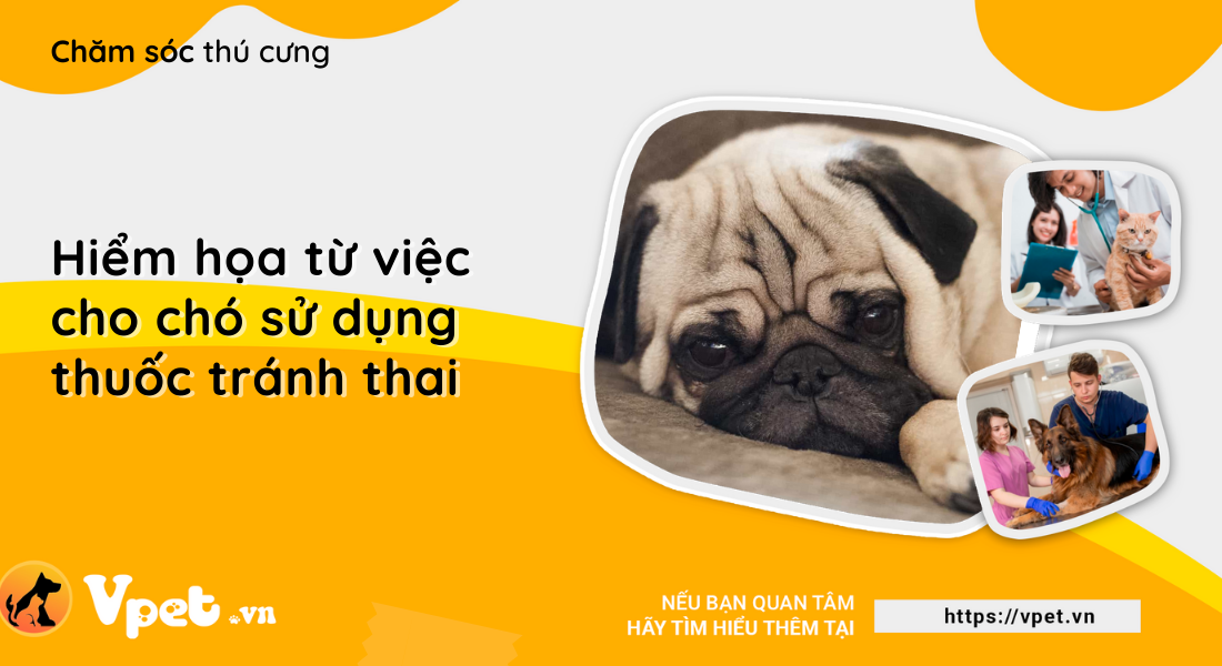 Hiểm họa từ việc cho chó sử dụng thuốc tránh thai