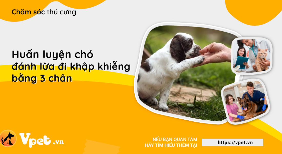 Huấn luyện chó đánh lừa đi khập khiễng bằng 3 chân