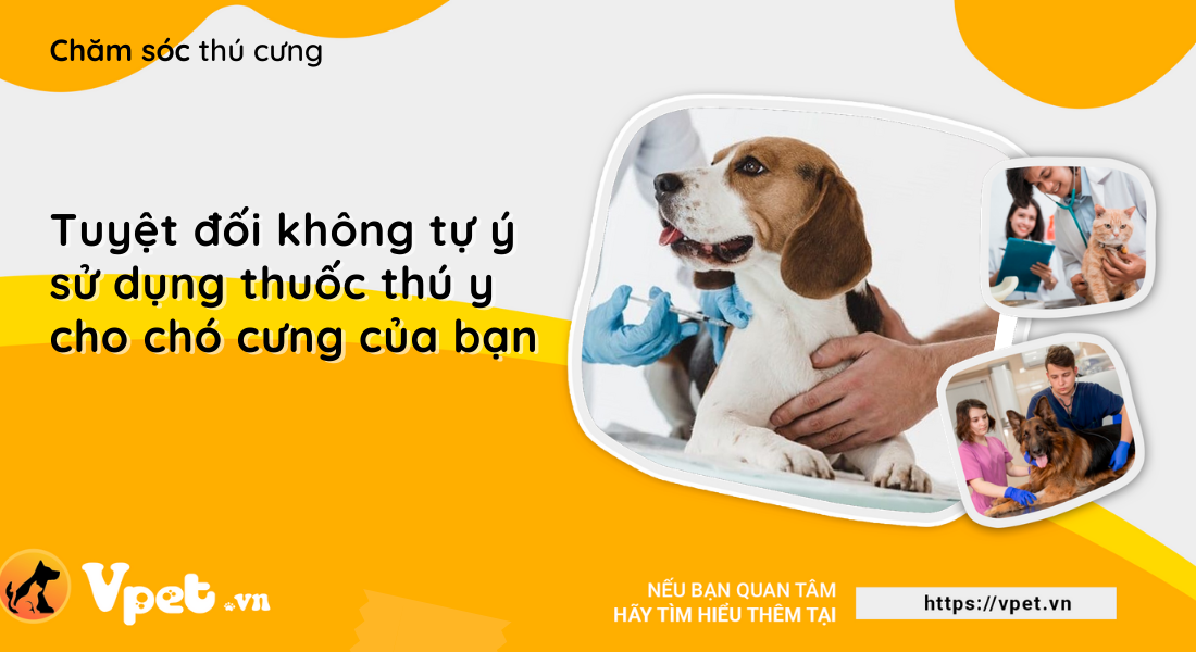 Tuyệt đối không tự ý sử dụng thuốc thú y cho chó cưng của bạn 