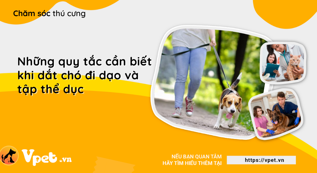 Những quy tắc cần biết khi dắt chó đi dạo và tập thể dục