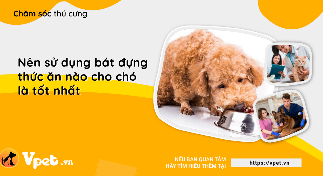 Nên sử dụng bát đựng thức ăn nào cho chó là tốt nhất