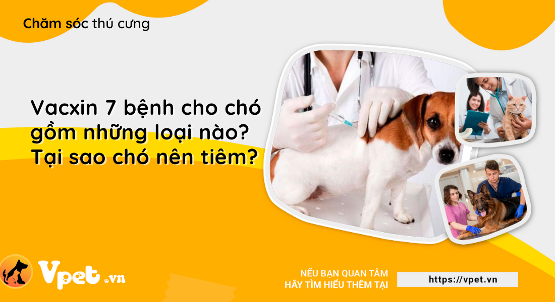 Vacxin 7 bệnh cho chó gồm những loại nào. Tại sao nên tiêm cho chó