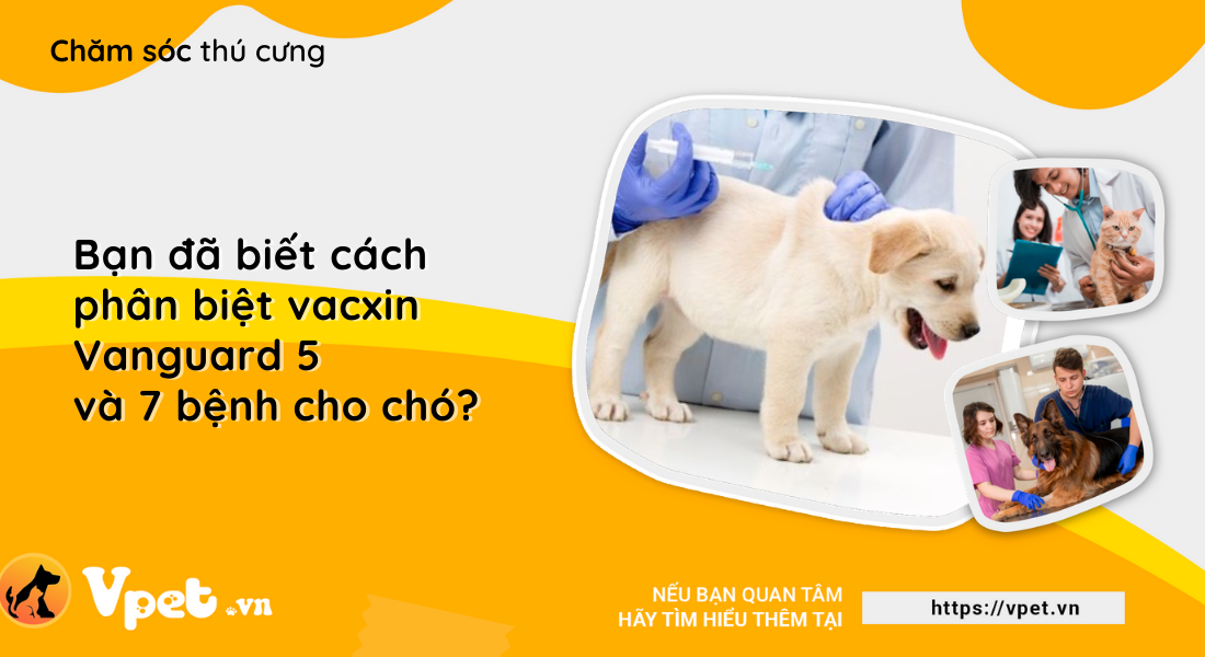 Bạn đã biết cách phân biệt vacxin Vanguard 5 và 7 bệnh cho chó? 