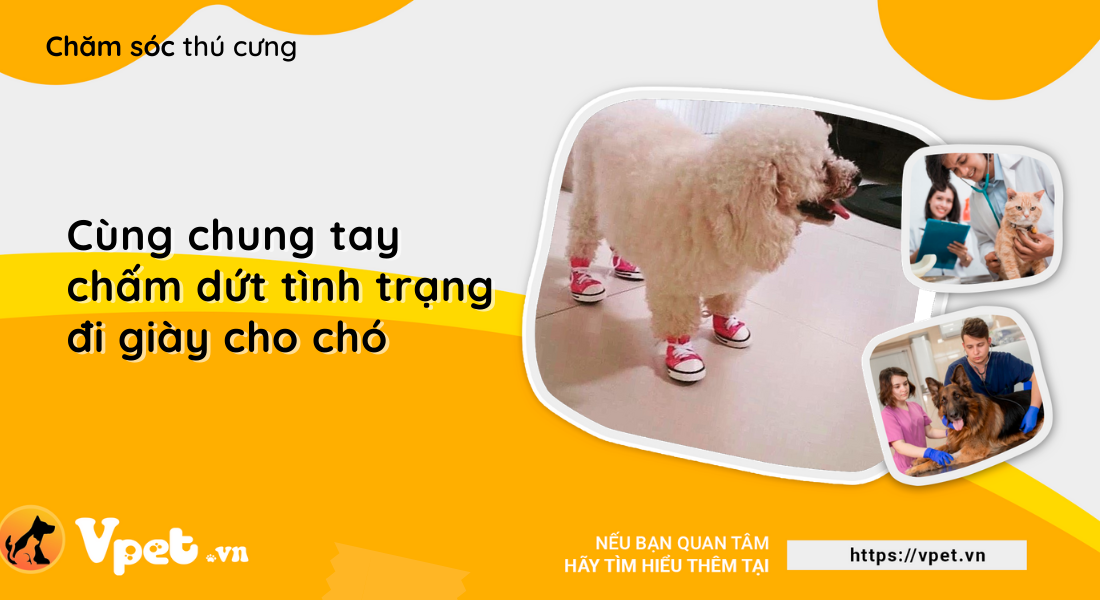 Cùng chung tay chấm dứt tình trạng đi giày cho chó