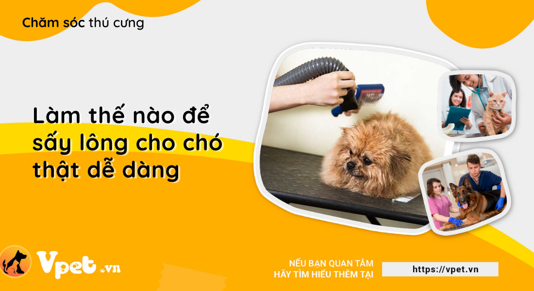 Làm thế nào để sấy lông cho chó thật dễ dàng?