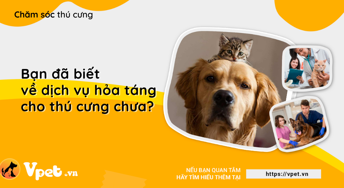 Bạn đã biết về dịch vụ hỏa táng cho thú cưng chưa?