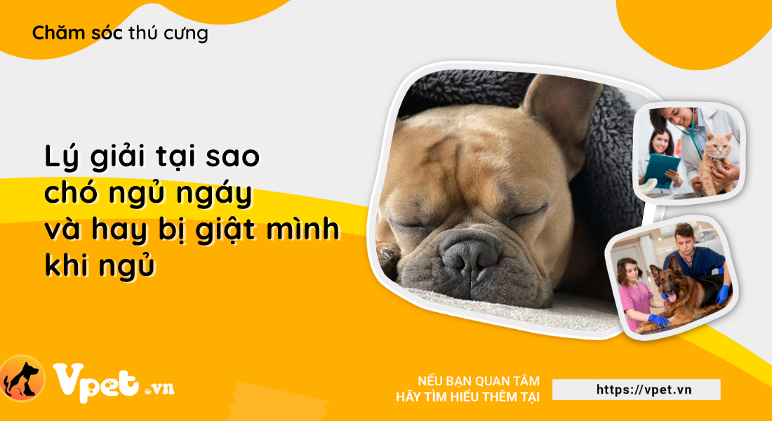 Lý giải tại sao chó ngủ ngáy và hay bị giật mình khi ngủ?