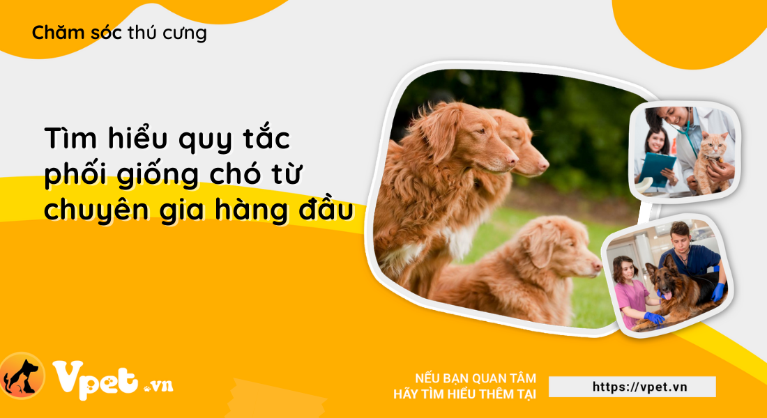 Tìm hiểu quy tắc phối giống chó từ chuyên gia hàng đầu