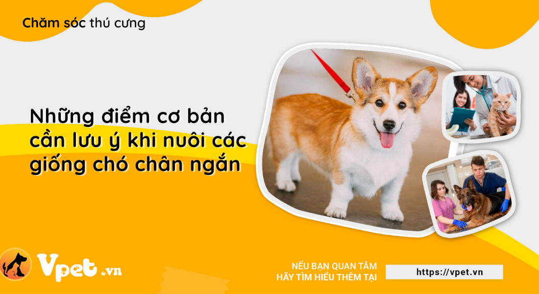 Những điểm cơ bản cần lưu ý khi nuôi các giống chó chân ngắn