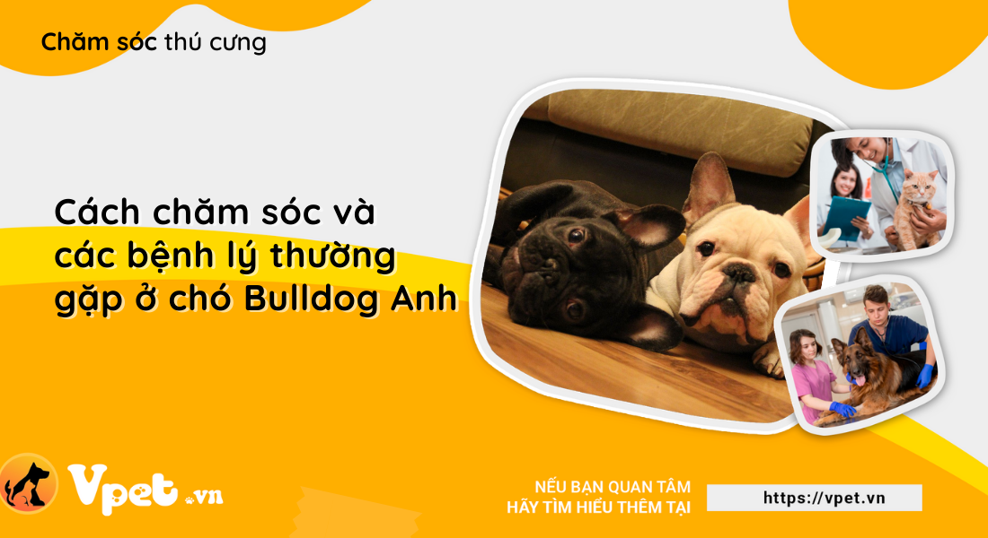 Cách chăm sóc và các bệnh lý thường gặp ở chó Bulldog Anh