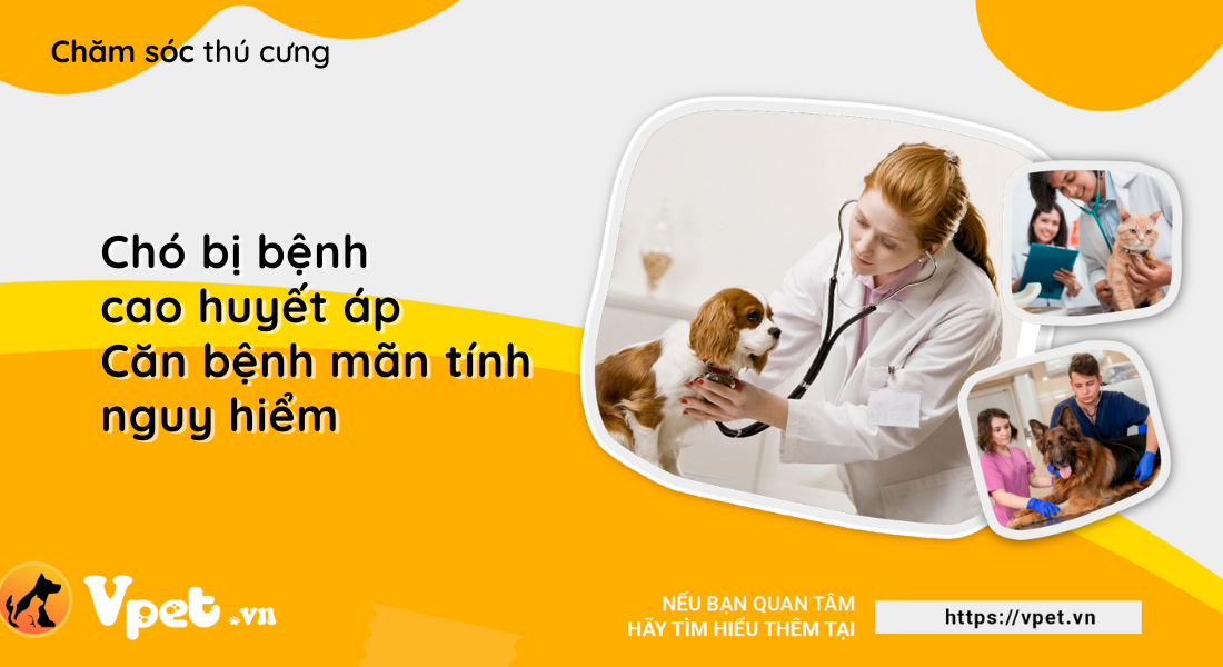 Chó bị bệnh cao huyết áp - Căn bệnh mãn tính nguy hiểm