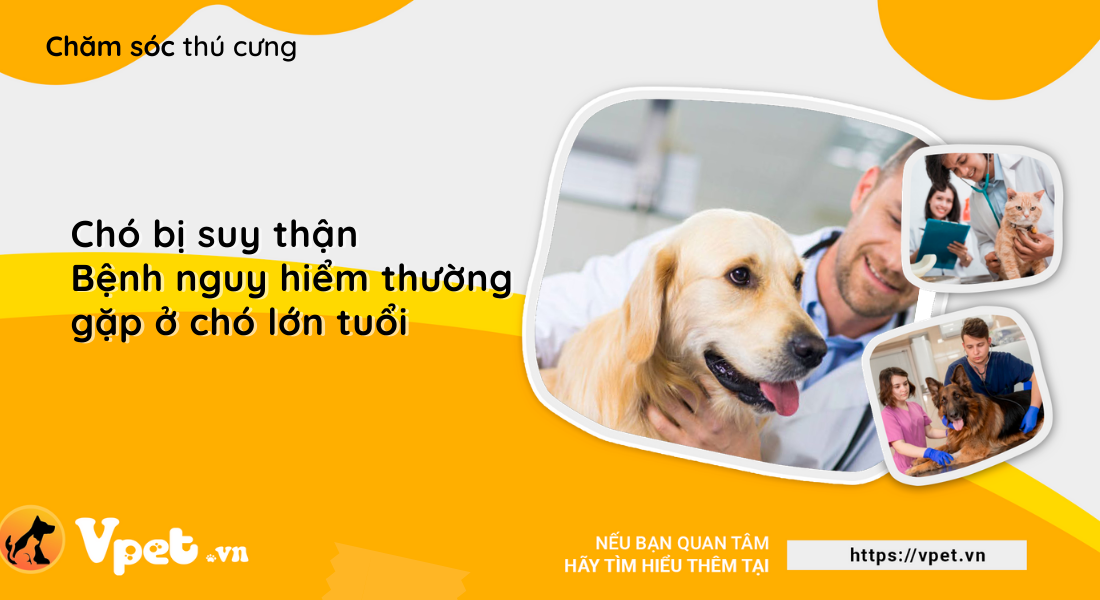 Chó bị suy thận - bệnh nguy hiểm thường gặp ở chó lớn tuổi