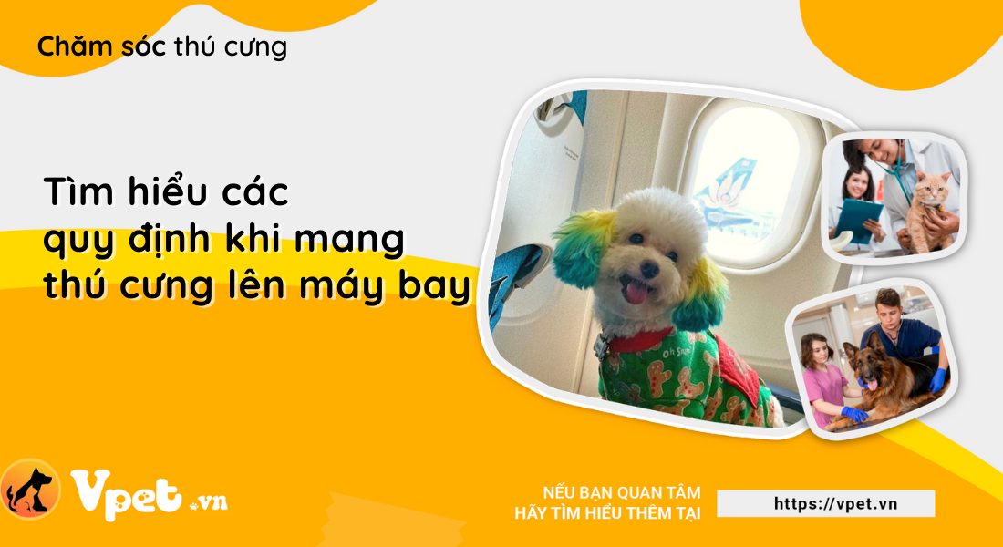 Tìm hiểu các quy định khi mang thú cưng lên máy bay