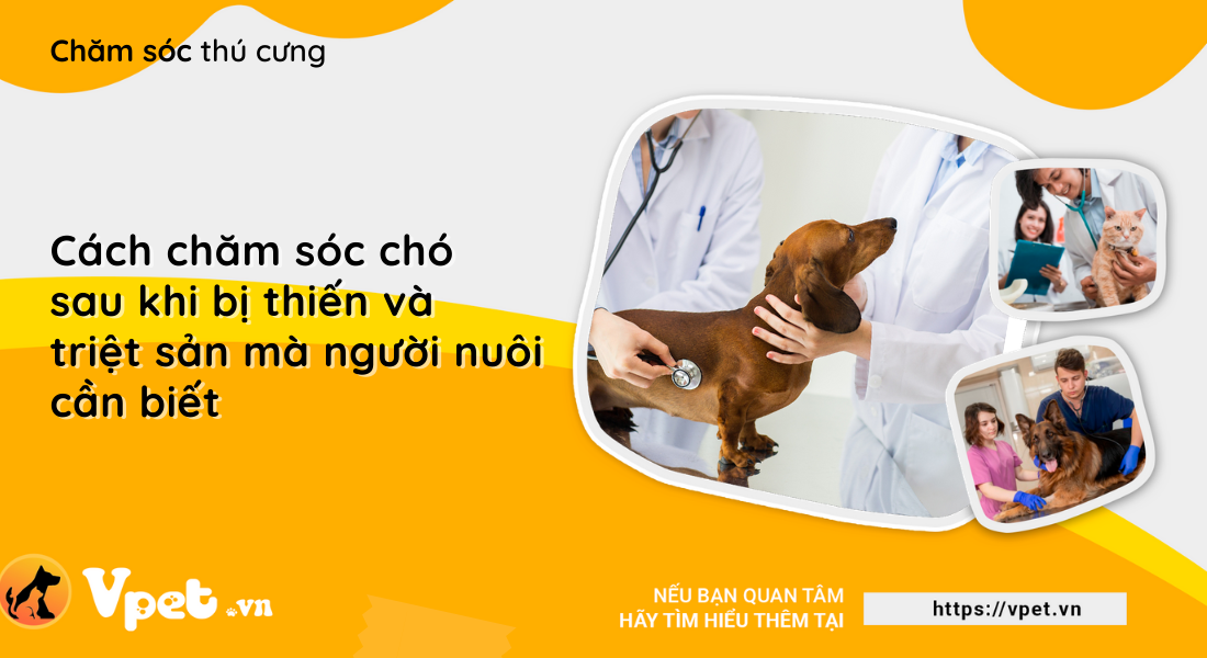 Cách chăm sóc chó sau khi bị thiến và triệt sản mà người nuôi cần