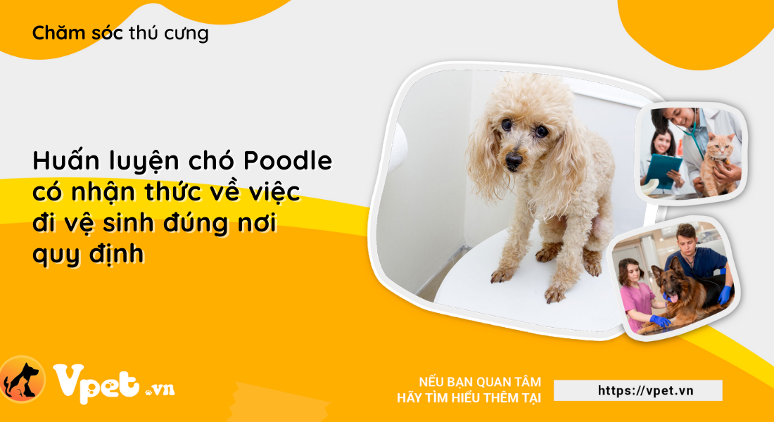 Huấn luyện chó Poodle có nhận thức về việc đi vệ sinh đúng nơi quy định