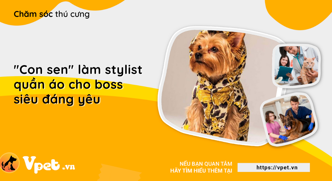 "Con sen" làm stylist quần áo cho boss siêu đáng yêu