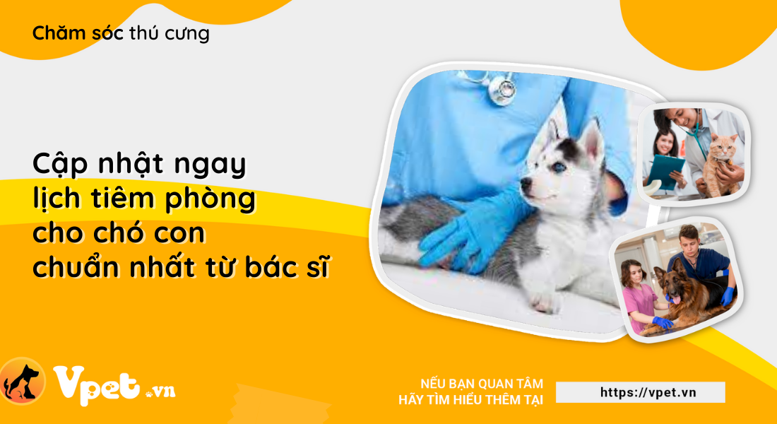 Cập nhật ngay lịch tiêm phòng cho chó con chuẩn nhất từ bác sĩ