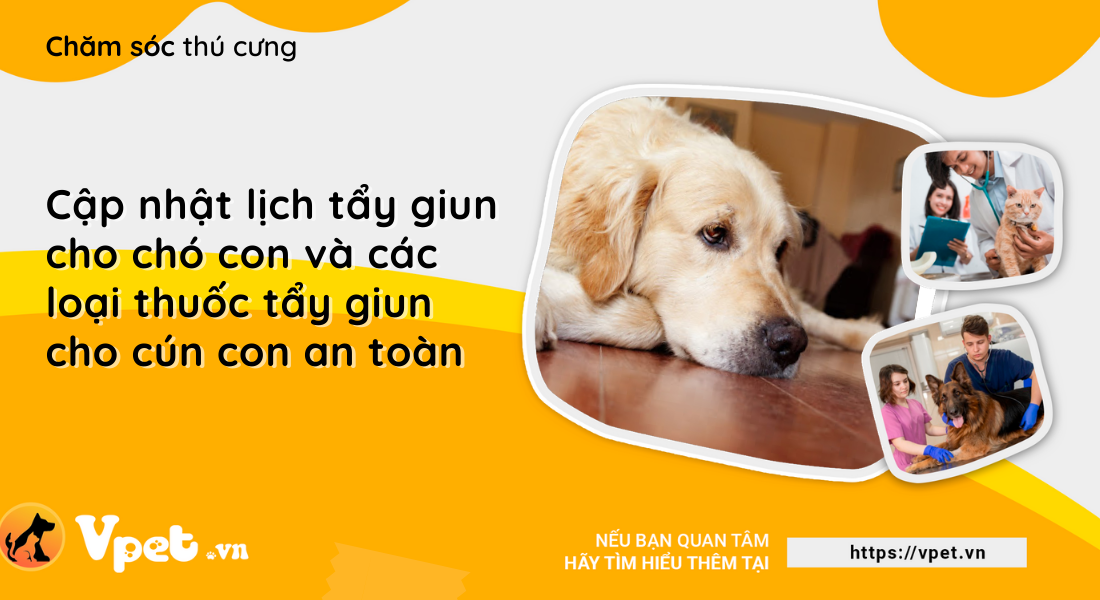 Cập nhật lịch tẩy giun cho chó con và các loại thuốc tẩy giun cho cún con an toàn