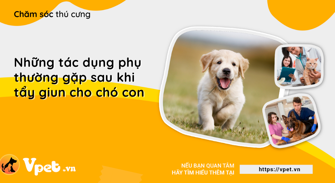 Những tác dụng phụ thường gặp sau khi tẩy giun cho chó con