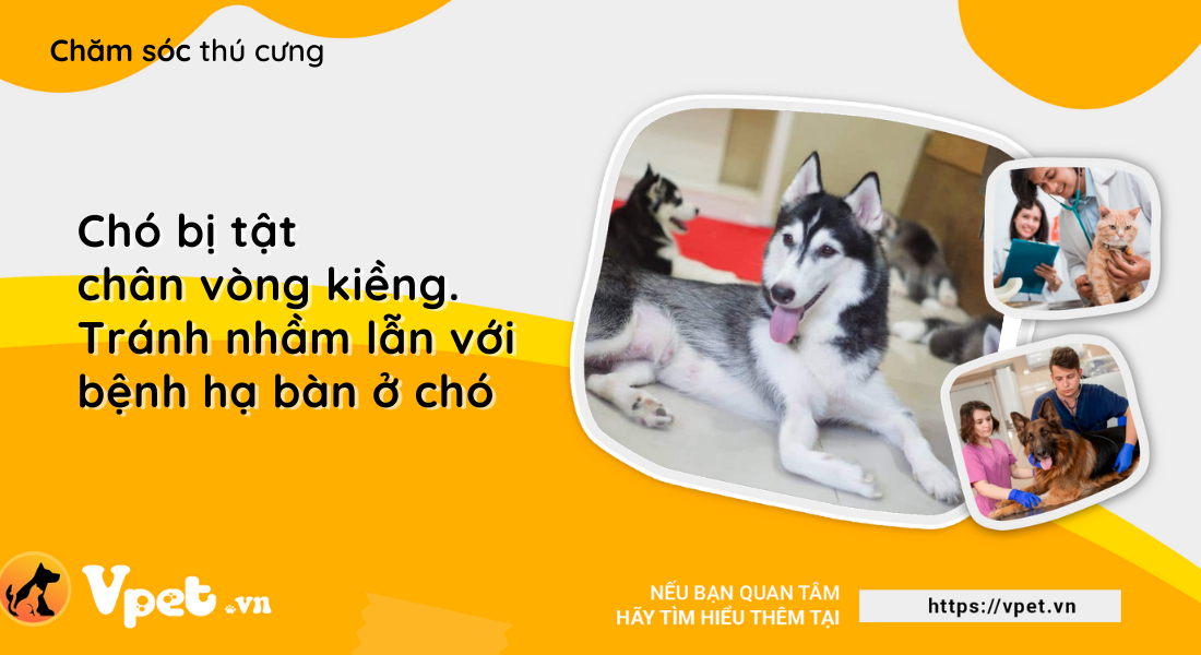Chó bị tật chân vòng kiềng. Tránh nhầm lẫn với bệnh hạ bàn ở chó