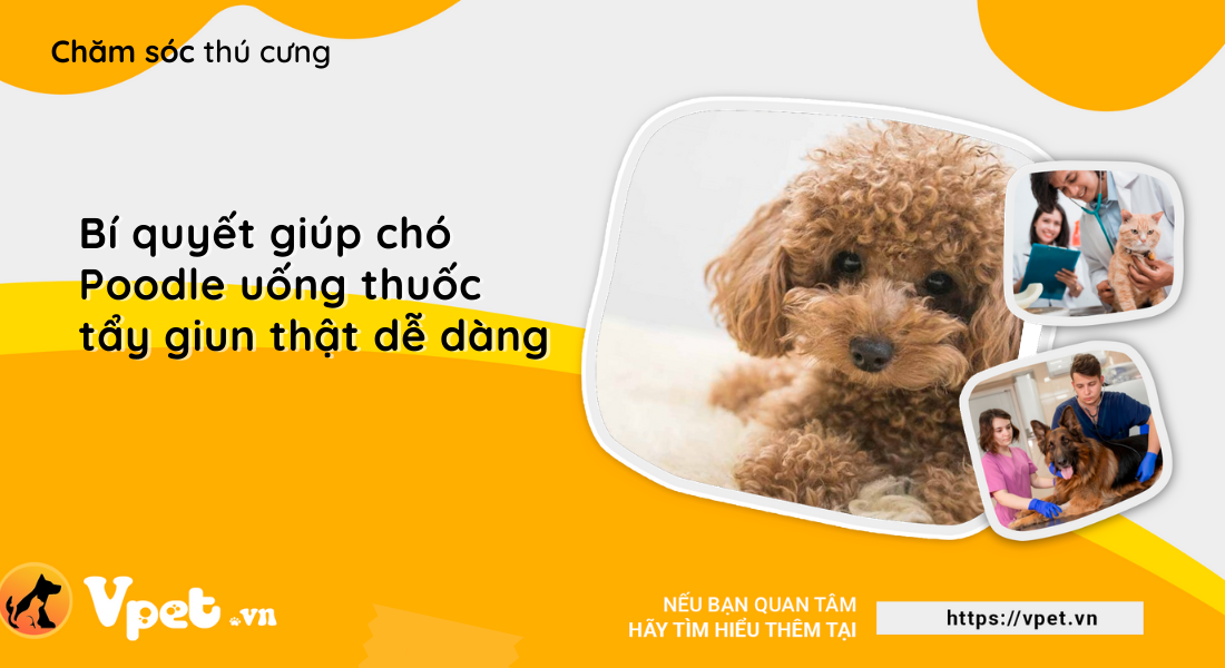 Bí quyết giúp chó Poodle uống thuốc tẩy giun thật dễ dàng