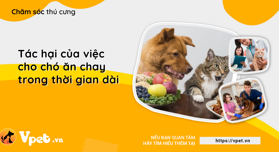 Tác hại của việc cho chó ăn chay trong thời gian dài