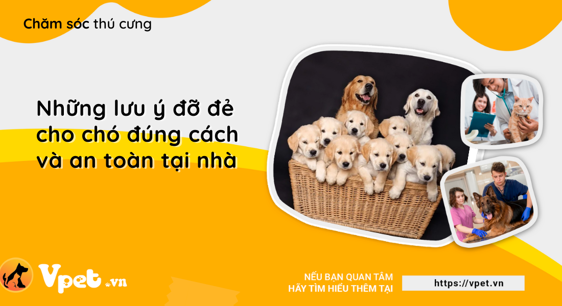 Những lưu ý đỡ đẻ cho chó đúng cách và an toàn tại nhà