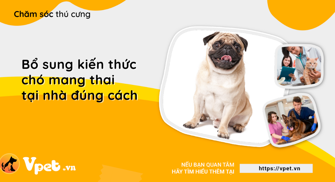 Bổ sung kiến thức chó mang thai tại nhà đúng cách