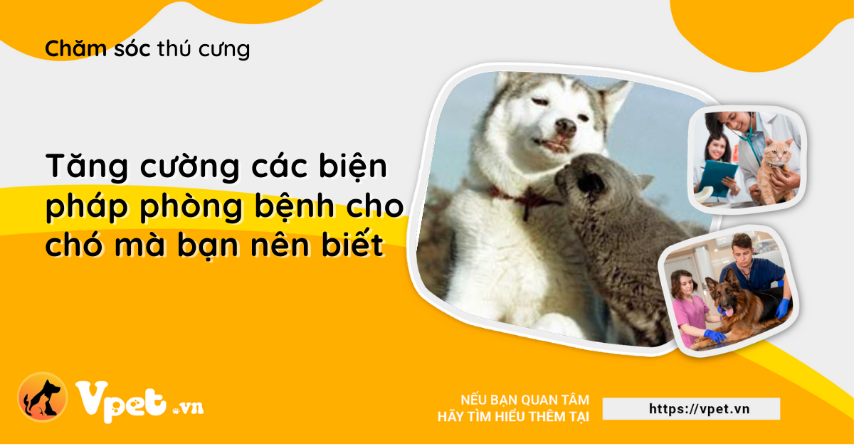 Tăng cường các biện pháp phòng bệnh cho chó mà bạn nên biết