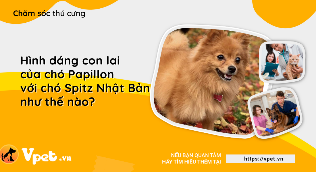 Con lai của chó Papillon với chó Spitz Nhật Bản có hình dáng như thế nào?