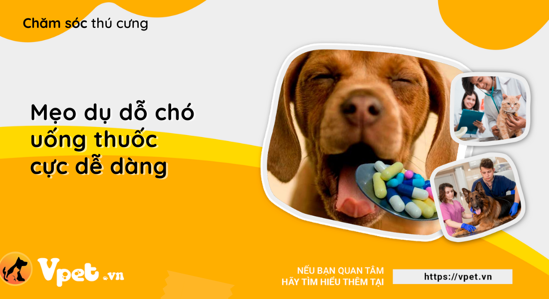 Mẹo dụ dỗ chó uống thuốc cực dễ dàng