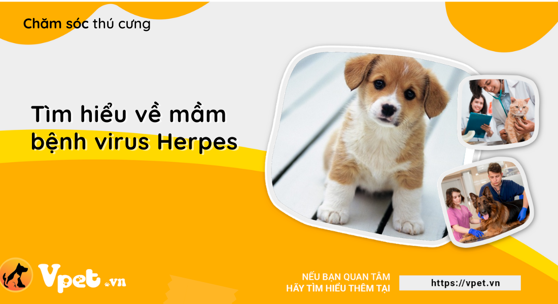 Tìm hiểu về mầm bệnh virus Herpes