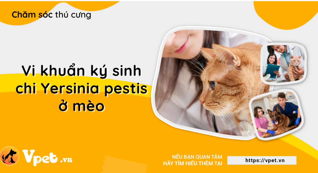 Vi khuẩn ký sinh chi Yersinia pestis - Nguyên nhân gây bệnh dịch hạch ở mèo