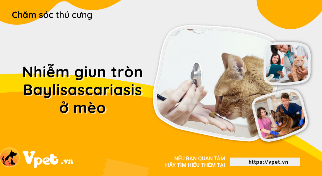 Bảo vệ mèo cưng tránh nhiễm bệnh gấu mèo (giun tròn Baylisascariasis)