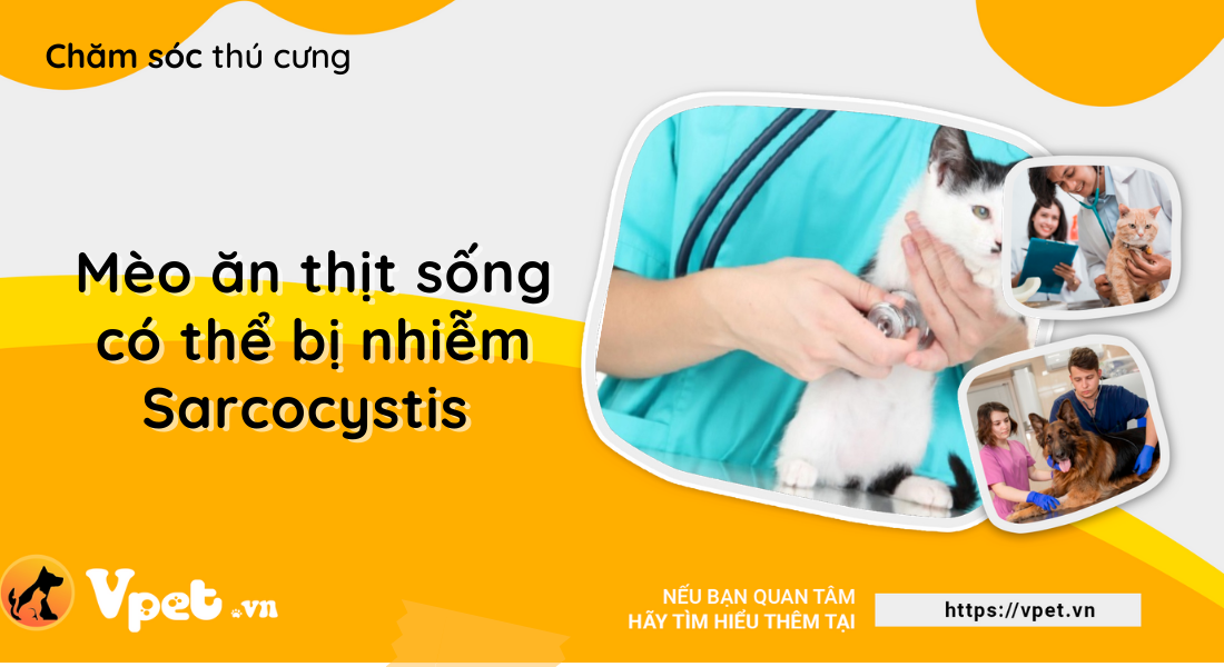 Cẩn trọng mèo ăn thịt sống có thể bị nhiễm Sarcocystis 