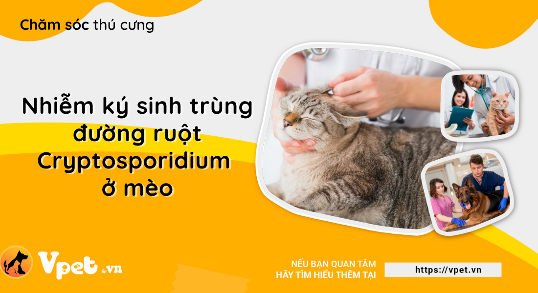 Nhiễm ký sinh trùng đường ruột Cryptosporidium ở mèo