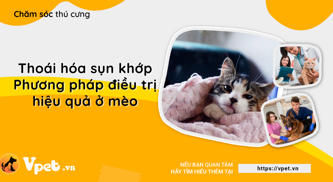 Thoái hóa sụn khớp ở mèo - Phương pháp điều trị vật lý trị liệu hiệu quả