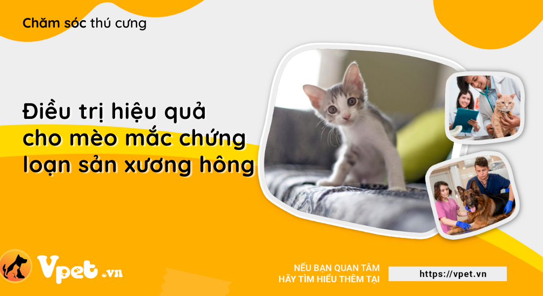 Loạn sản xương hông ở mèo và cách điều trị