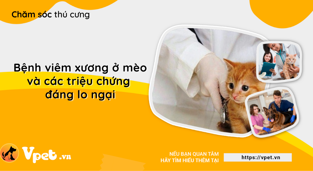   Bệnh viêm xương ở mèo và các triệu chứng đáng lo ngại