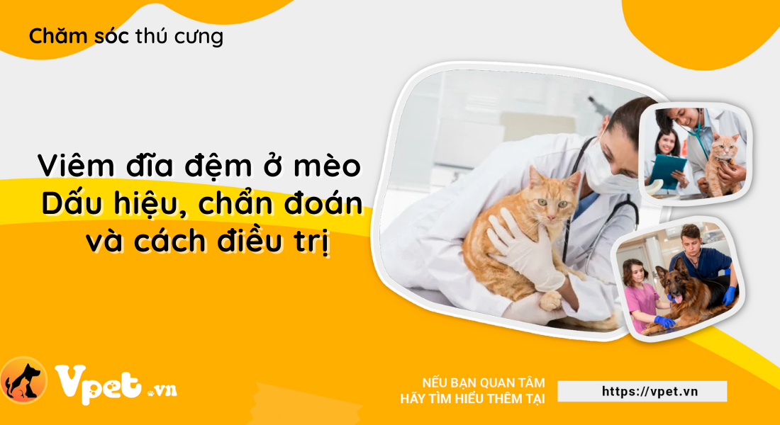 Viêm đĩa đệm ở mèo - Dấu hiệu, chuẩn đoán và cách điều trị