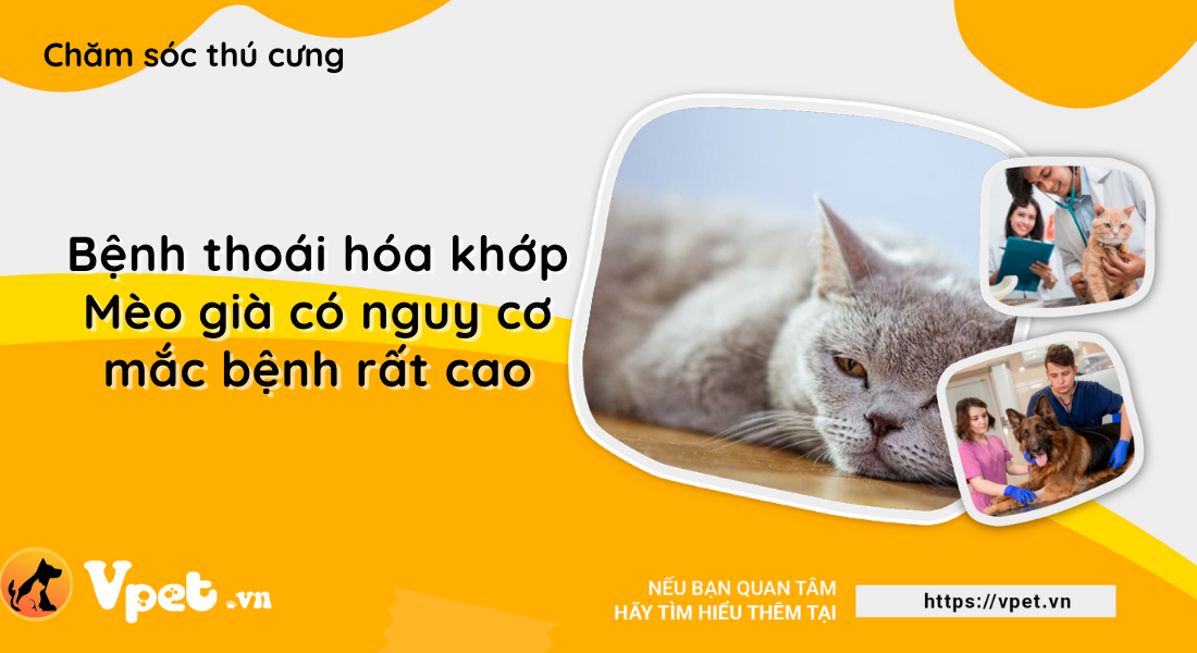 Bệnh thoái hóa khớp - Mèo già có nguy cơ mắc bệnh rất cao