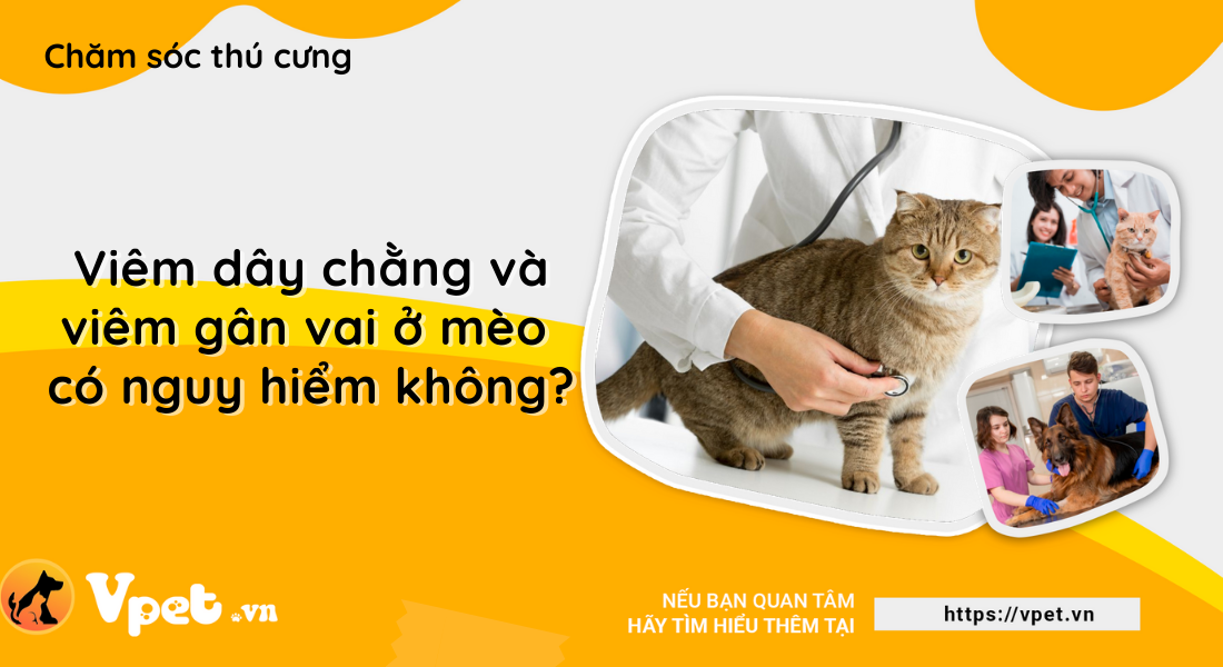 Viêm dây chằng và viêm gân vai ở mèo có nguy hiểm không?