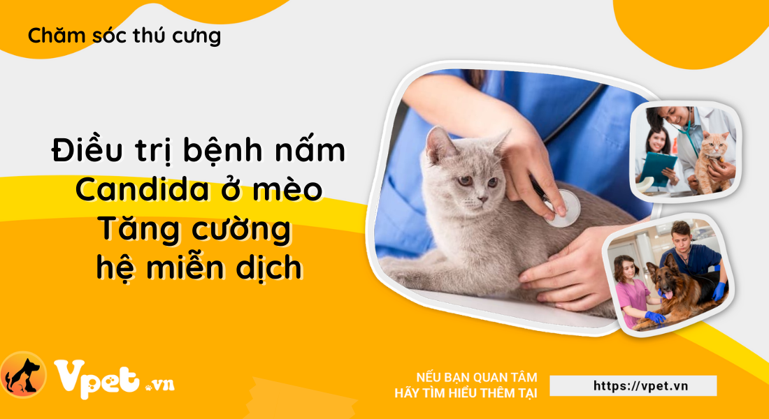 Điều trị bệnh nấm Candida ở mèo - Tăng cường hệ miễn dịch